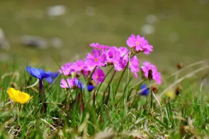 Blumen (Foto: Claudia Baumann)